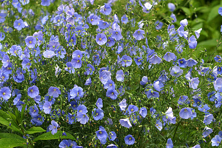 野花花瓣气味荒野雄蕊香气场地绿色蓝色背景图片