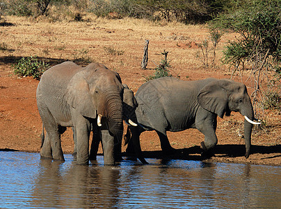 非洲大象荒野力量野生动物旅行植物群树干耳朵哺乳动物食草尾巴图片