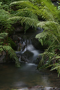 自来水森林瀑布溪流池塘图片