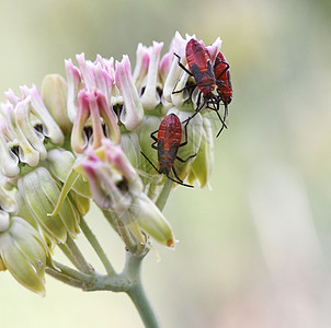红甲虫昆虫胸部害虫甲壳虫漏洞天线甲虫黑色宏观臭虫图片