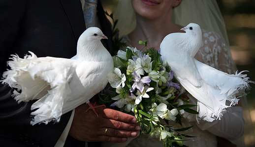 婚礼鸽女士翅膀羽毛女性宗教宠物天空婚礼信仰野生动物图片