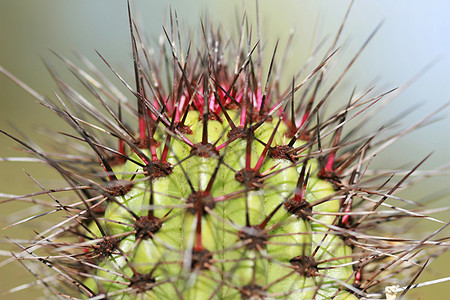 Cactus 接近特写宏观干旱肉质花纹植物学绿色沙漠生命植物红色图片