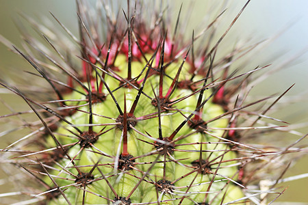 Cactus 接近特写荆棘宏观生命绿色植物红色肉质脊柱植物学沙漠图片