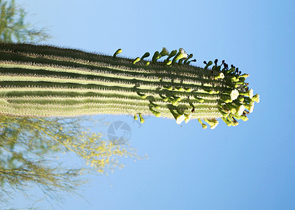 闪光仙人掌花纹花朵植物学植物天空荆棘肉质脊柱干旱绿色图片