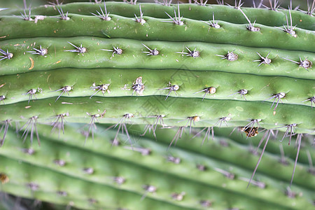 Cactus 接近特写绿色宏观花纹干旱沙漠植物生命脊柱荆棘肉质图片