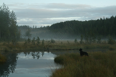 河边的狗狗二传手打猎动物薄雾森林猎人溪流图片