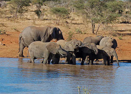 大象水远征厚皮动物高清图片