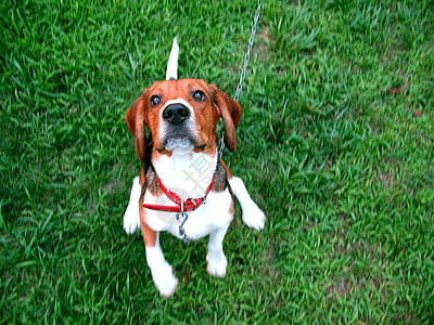 可爱的 beagle伴侣训练耳朵爪子宠物皮带朋友精力动物后院图片