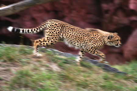正在运行的Cheetah图片