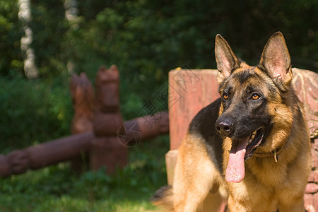 德国牧羊人牙齿乐趣舌头耳朵注意力猎犬动物头发羊犬衣领图片