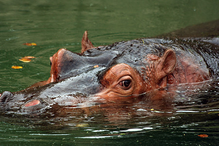 希波荒野隐藏野生动物河马哺乳动物池塘动物图片