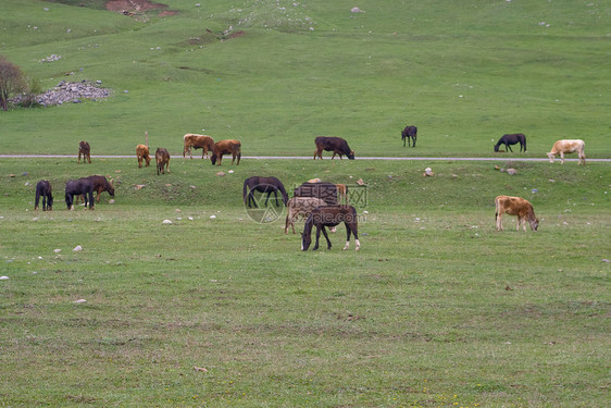 马和牛场地牧场家畜动物奶牛马匹石质农场山腰图片