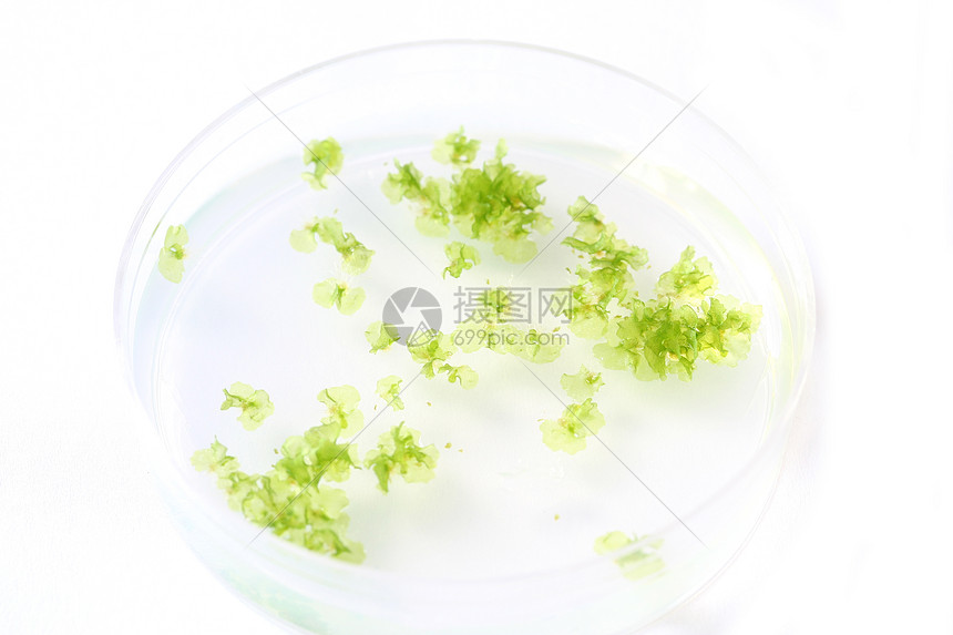 彼得迪什生长幼苗试验环境实验技术塑料白色植物生物图片