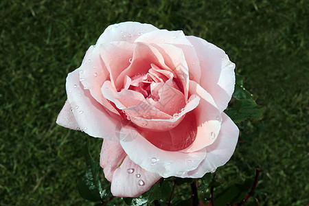 花园玫瑰1图片