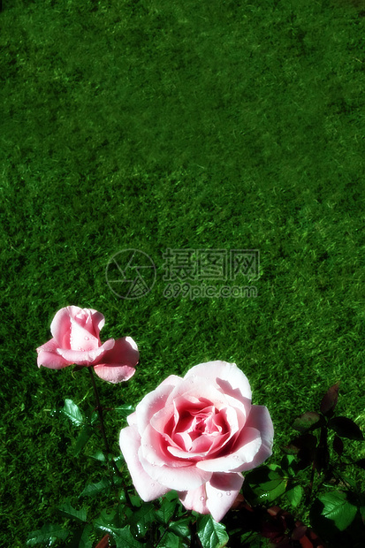 花园玫瑰3图片