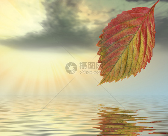 在横梁黄夕阳下 在水面之上的秋叶化妆品植物气泡农业天空卫生液体打扫雨滴日落图片