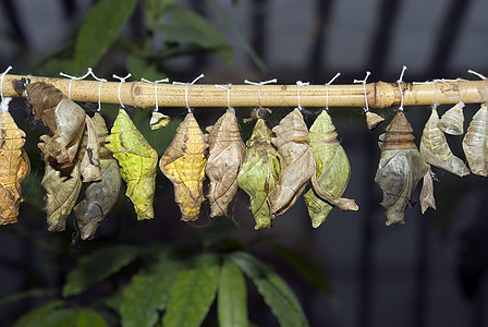 钴划分叶子飞行套管分娩生长生活翅膀幼虫毛虫图片