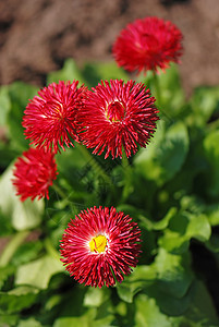 后代人乡村宏观花园蓝色植物花瓣紫色美丽粉色植物群图片