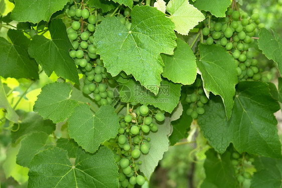 葡萄农民浆果晴天琥珀色酿酒师酒庄绿色植物水果农田甜点图片