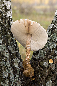 蘑菇季节地面环境木头植物学树木篮子宏观森林菌丝体图片