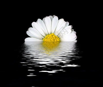 Daisy花朵反射图片