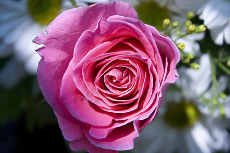 粉红玫瑰和白菊花玫瑰礼物粉色雏菊花朵植物白色图片