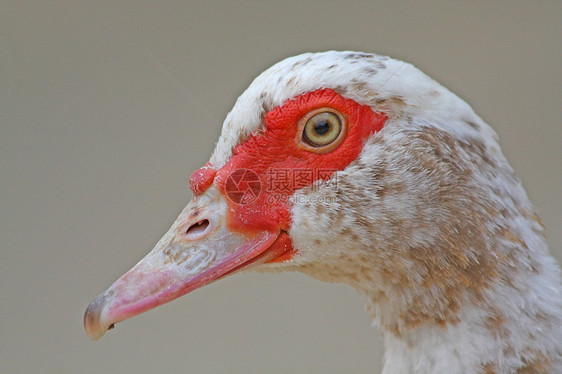 土耳其鸭乡村白色红色强光农场杂交种农村家禽喷嘴感恩图片