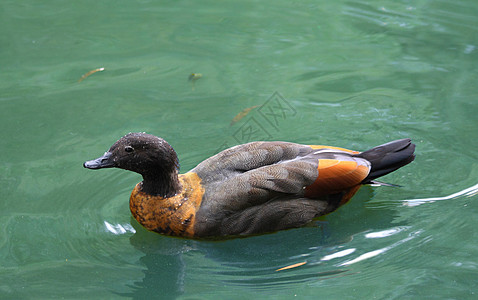 游泳鸭脖子动物黑色生态野生动物棕色鸟类橙子宏观尾巴图片