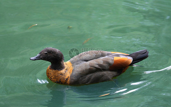 游泳鸭脖子动物黑色生态野生动物棕色鸟类橙子宏观尾巴图片