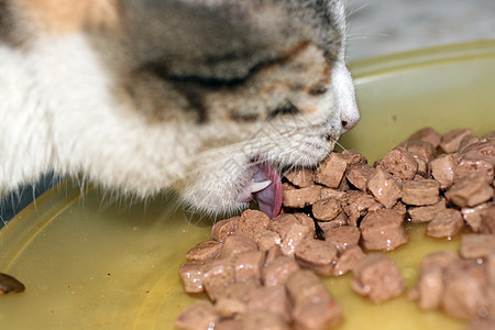 吃饭的猫图片