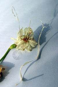 战效蓝色季节阴影季节性水仙绿色花园自恋宏观黄色图片