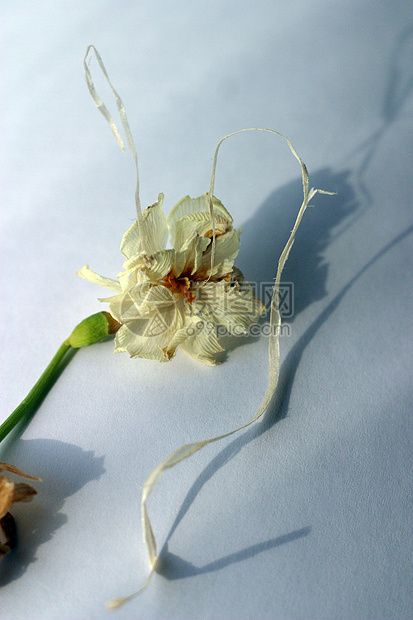 战效蓝色季节阴影季节性水仙绿色花园自恋宏观黄色图片