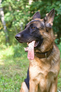 德国牧羊人训练注意力衣领粉色头发舌头乐趣活动羊犬警犬图片