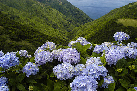 花朵植物植被海洋园艺树叶蓝色花园紫色绿色白色图片