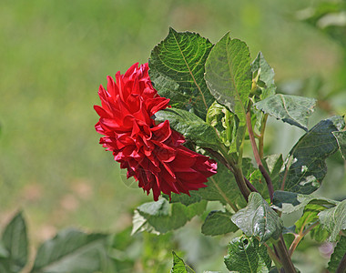 红色大丽叶绿色季节性生长花园植物群宏观花瓣图片
