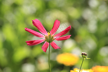 宇宙花朵花瓣绿色宏观季节性粉色花园植物群图片