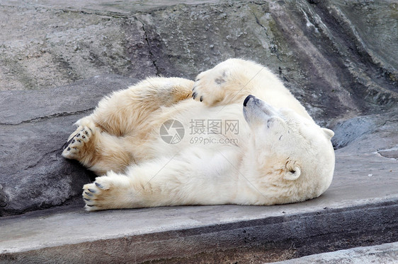 白熊栖息地岩石毛皮动物群哺乳动物动物动物园野生动物极地荒野图片