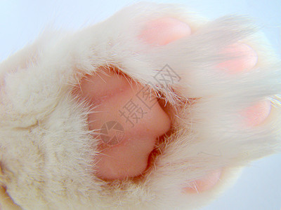 猫爪脚趾毛皮白色粉色图片