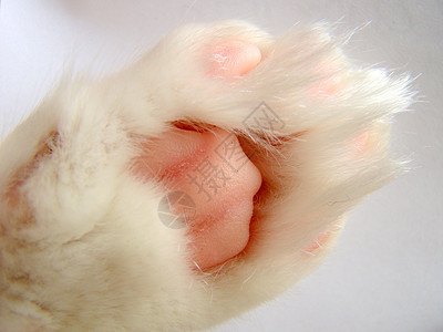 猫爪粉色脚趾毛皮白色图片