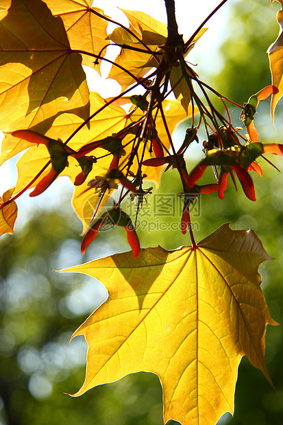 橙色秋秋叶宏观落叶橙子植物天气公园森林叶面季节叶子图片