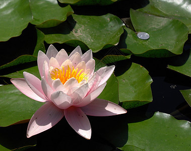 水百里植物绿色百合花瓣图片