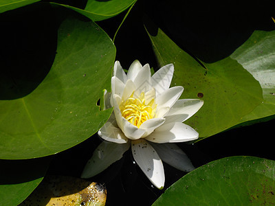 水百里花瓣植物绿色树叶图片