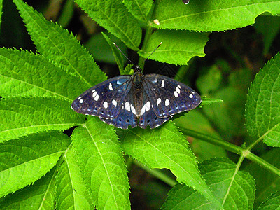 蝴蝶蓝色树叶绿色黑色昆虫背景图片