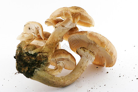 Agaric 蜂蜜蘑菇宏观橙子茶点白色美食蔬菜黄色食物季节伞菌图片