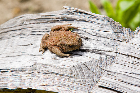 青蛙蟾蜍自然爬行动物野生动物图片