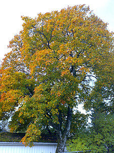 秋树黄色红色图片