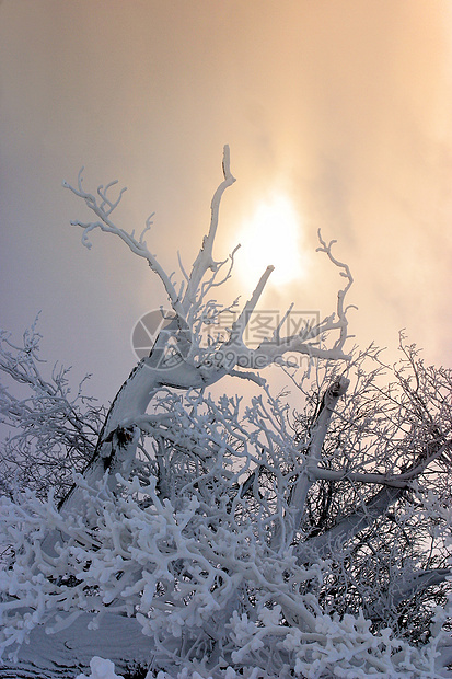 积雪中的树枝村庄冻结季节狂风孤独树叶蓝色毯子暴风雪分支机构图片