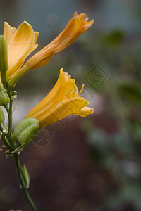 黄色花朵植物图片