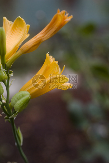 黄色花朵植物图片