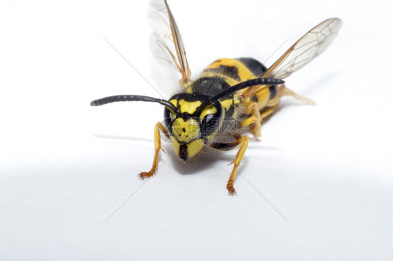 白纸黄蜂翅膀衍生物胸部动物昆虫黑色触角阴影化合物黄色图片
